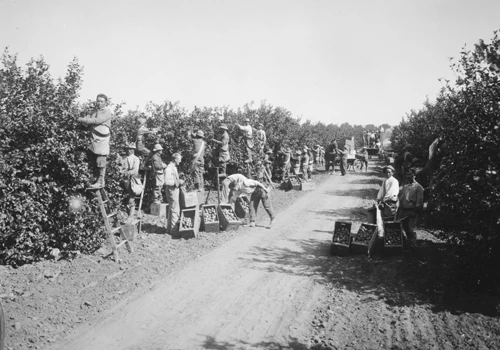 Manual fruit picking