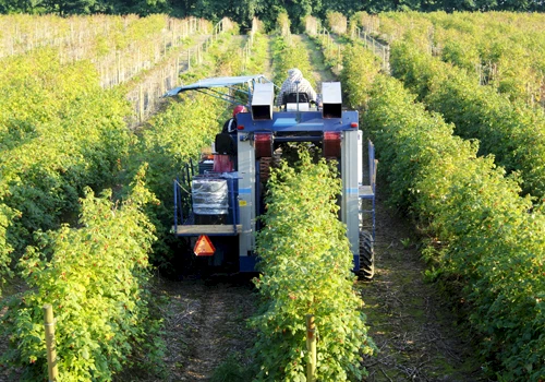 Automated fruit picking machine