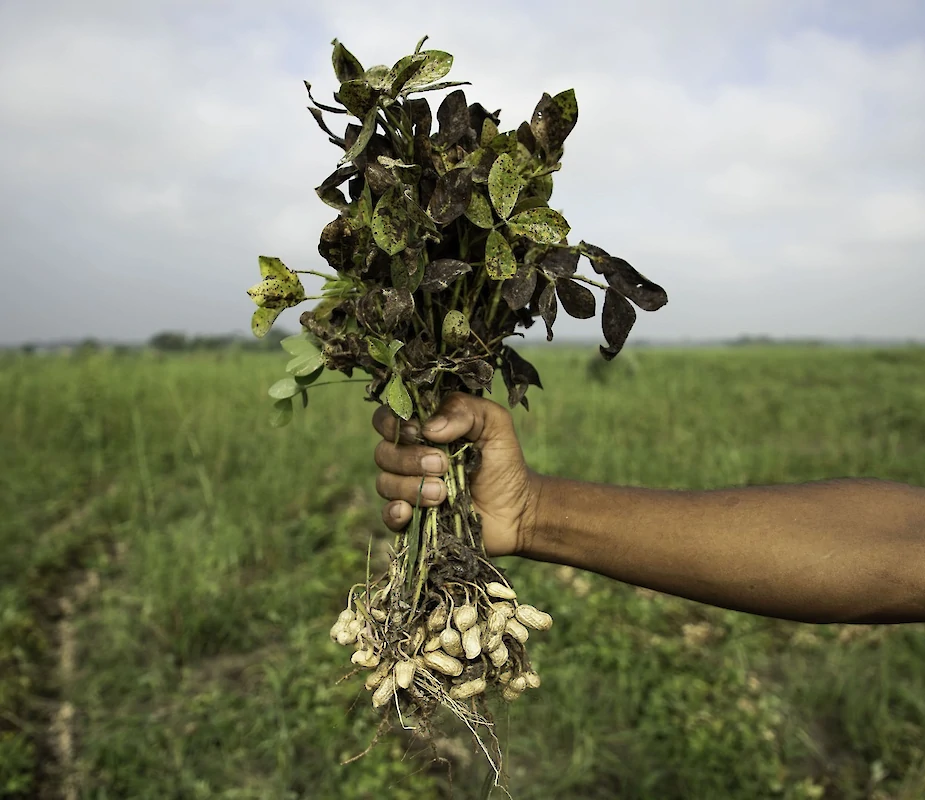 peanut crop